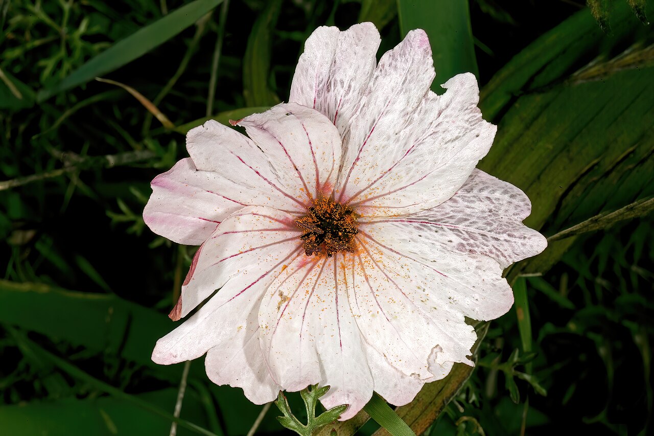 Large-flowered monsonia: Monsonia speciosa , flower; Tinie Versfeld Wild Flower Reserve, Darling, Western Cape, South Africa