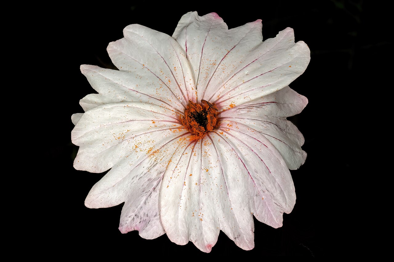 Large-flowered monsonia: Monsonia speciosa , flower; Tinie Versfeld Wild Flower Reserve, Darling, Western Cape, South Africa