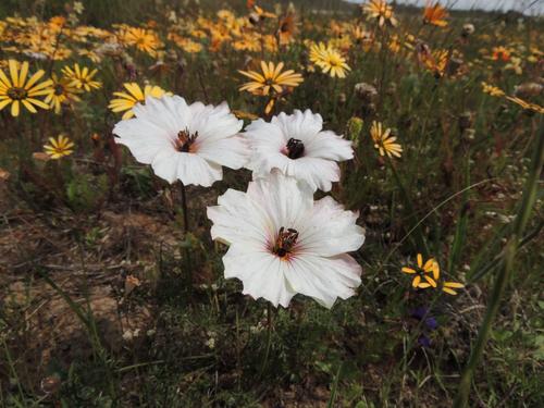 Large-flowered monsonia (Monsonia speciosa)