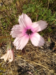 Large-flowered monsonia (Monsonia speciosa)