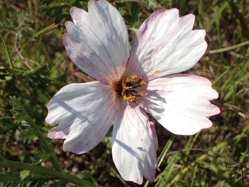 Large-flowered monsonia (Monsonia speciosa)