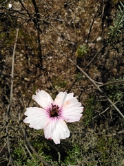 Large-flowered monsonia (Monsonia speciosa)