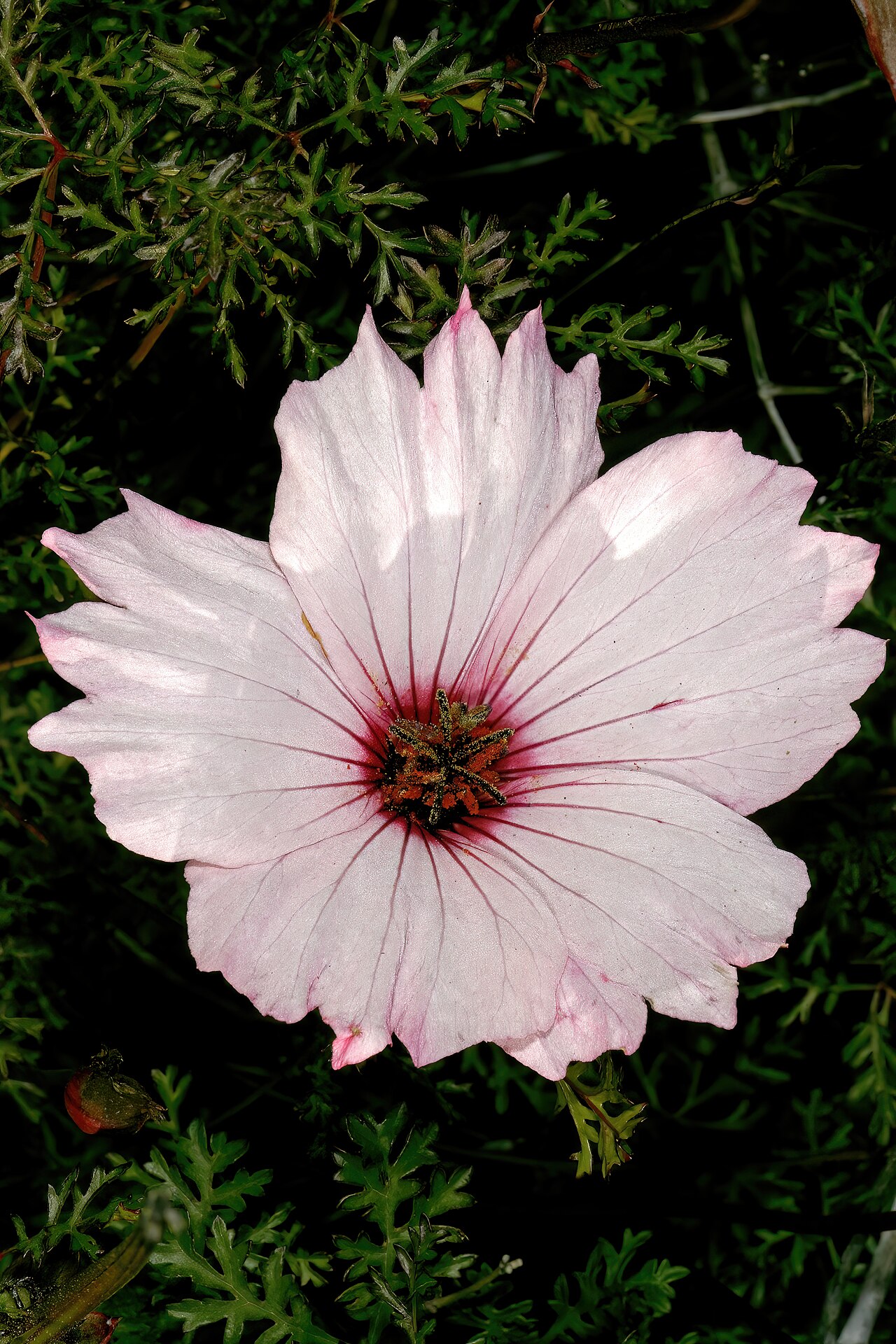 Large-flowered monsonia: Monsonia speciosa , flower; Karoo Desert National Botanical Garden, Worcester, Western Cape, South Africa