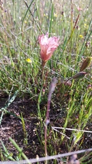 Large-flowered monsonia (Monsonia speciosa)