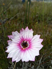 Large-flowered monsonia (Monsonia speciosa)