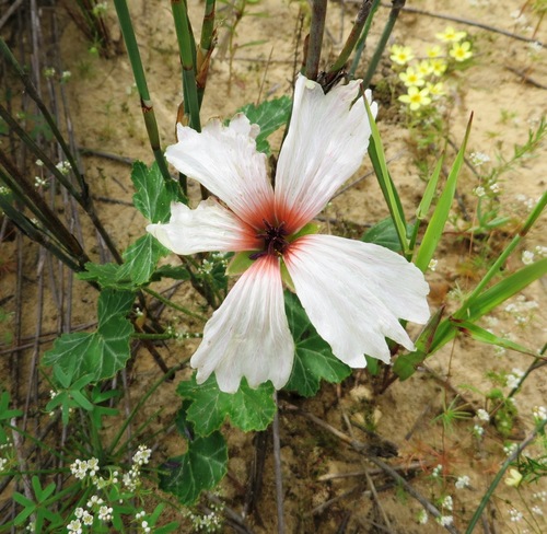 Large-flowered monsonia (Monsonia speciosa)