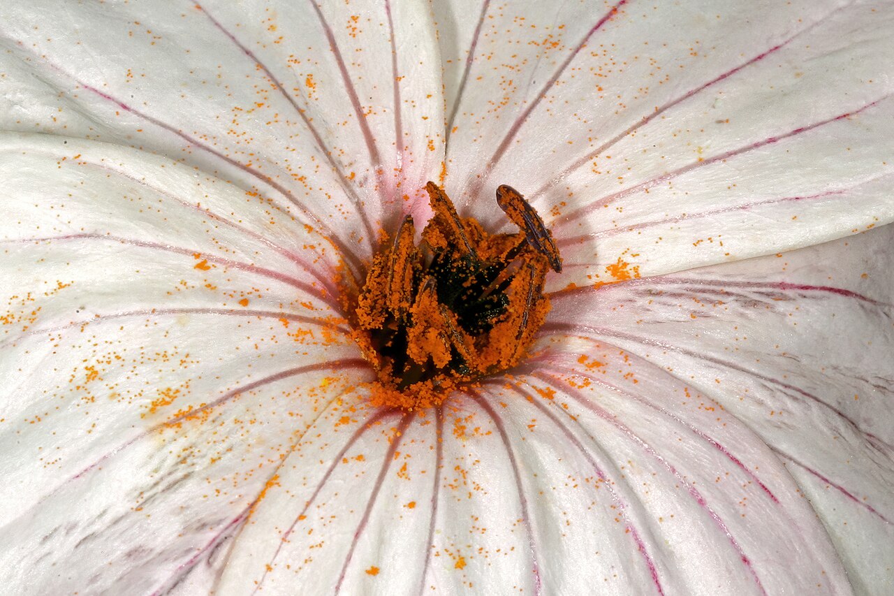 Large-flowered monsonia: Monsonia speciosa , detail of flower centre; Tinie Versfeld Wild Flower Reserve, Darling, Western Cape, South Africa