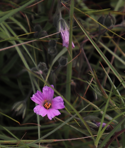 Monsonia transvaalensis (Monsonia transvaalensis)