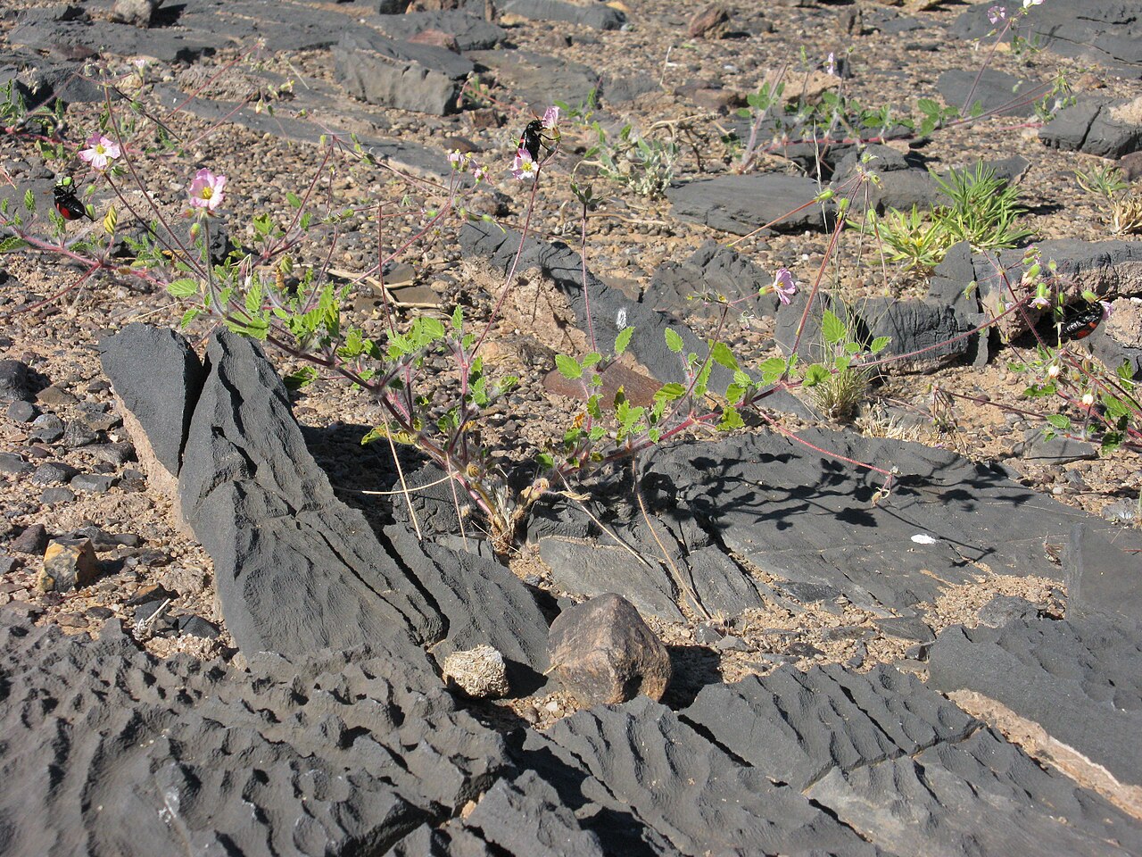 Monsonia umbellata: Monsonia umbellata Harv. Habit and fruit