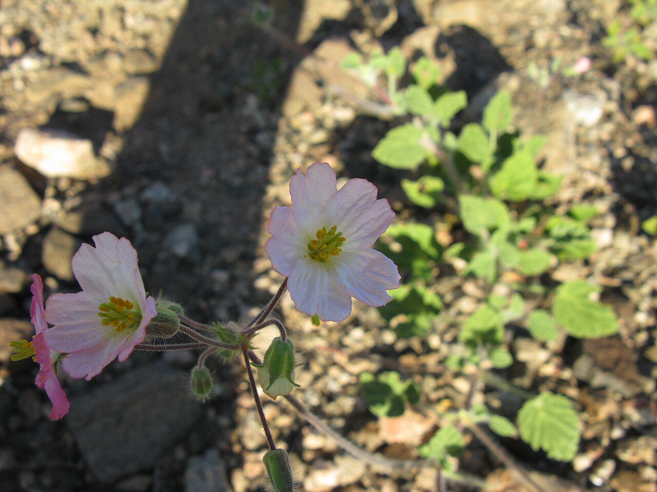 Monsonia umbellata: Monsonia umbellata Harv.