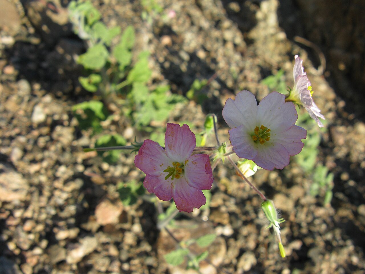 Monsonia umbellata: Monsonia umbellata Harv.