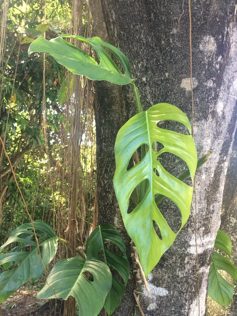 Swiss cheese vine