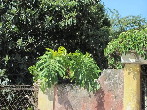 Swiss cheese plant (Monstera deliciosa)