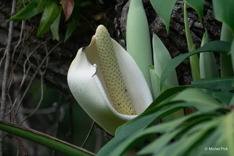 Swiss cheese plant (Monstera deliciosa)