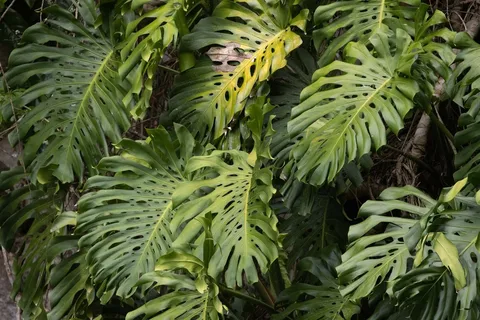 Swiss cheese plant (Monstera deliciosa)