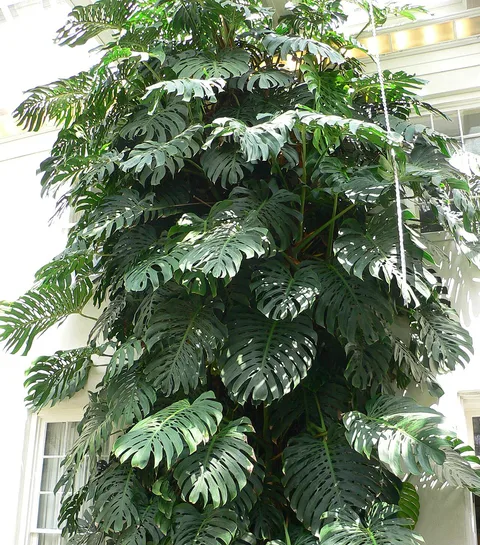 Swiss cheese plant (Monstera deliciosa)