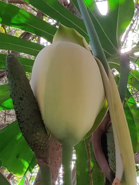 Swiss cheese plant (Monstera deliciosa)