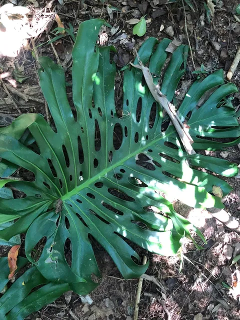 Swiss cheese plant (Monstera deliciosa)
