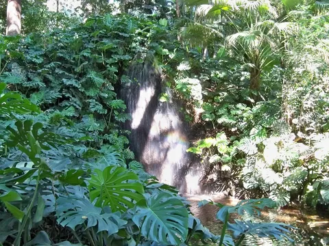Swiss cheese plant: Cascade with monstera deliciosa ( Monstera deliciosa ), in Jardín Botánico La Concepción, Málaga, Spain.