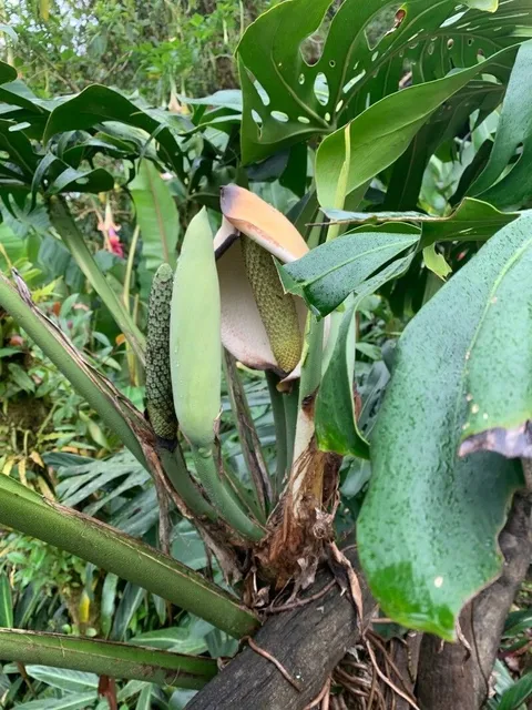 Swiss cheese plant (Monstera deliciosa)