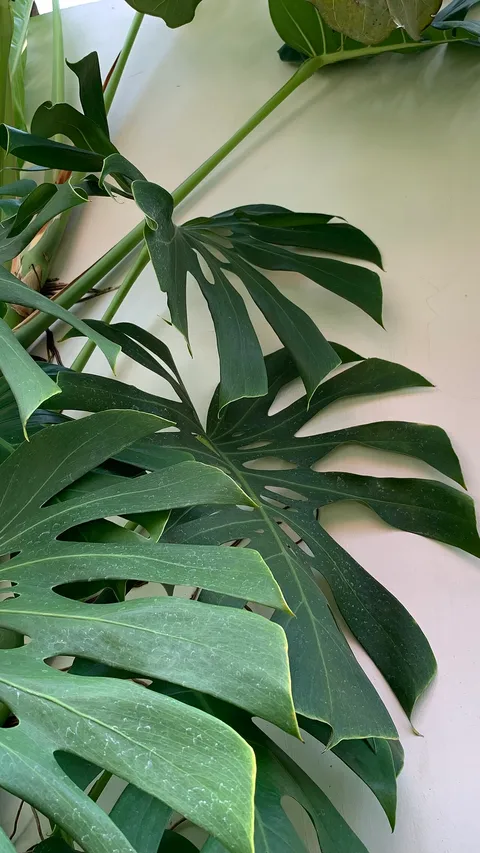 Swiss cheese plant: Tanaman ini termasuk dalam keluarga talas-talasan (Araceae) yang dapat menghasilkan bunga dan buah jika ditanam di lingkungan tropis yang ideal.