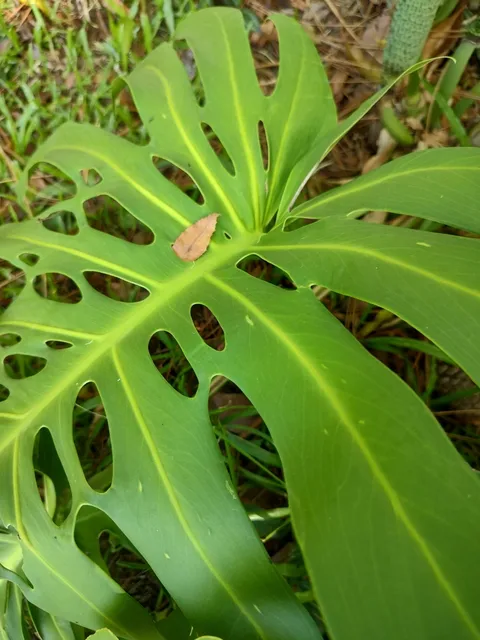 Swiss cheese plant