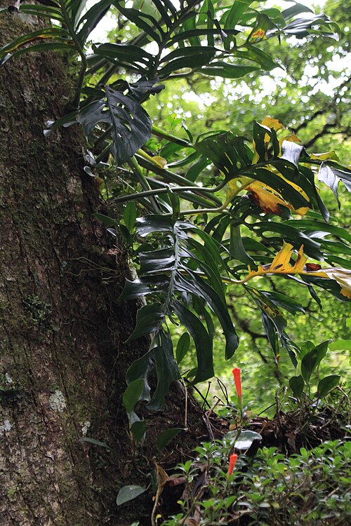 Monstera epipremnoides: Monstera epipremnoides