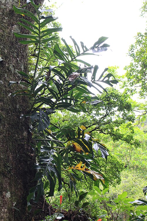 Monstera epipremnoides: Monstera epipremnoides