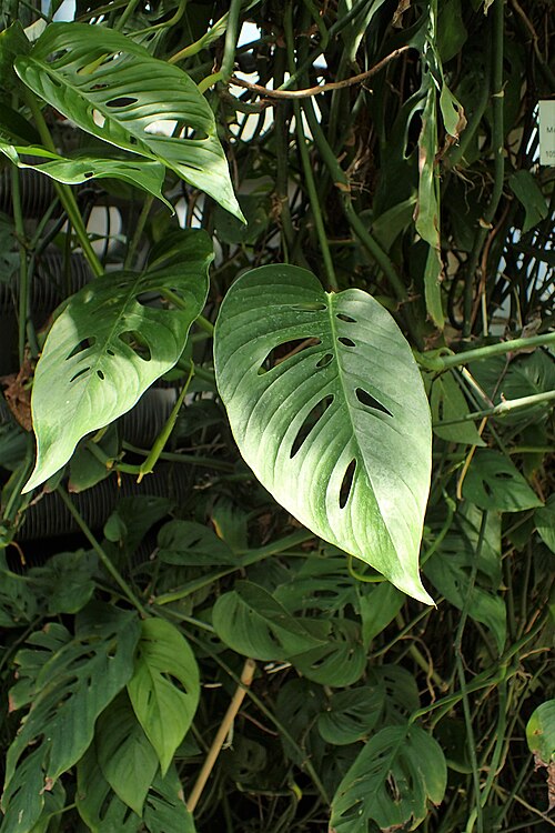 Monstera epipremnoides: Monstera epipremnoides in botanical garden in Vácrátót, Hungary
