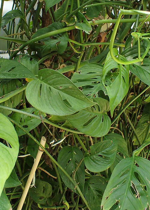Monstera epipremnoides: Monstera epipremnoides in botanical garden in Vácrátót, Hungary
