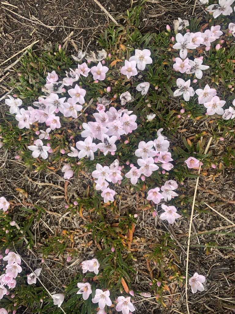 White purslane (Montia australasica)