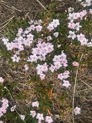 White purslane (Montia australasica)