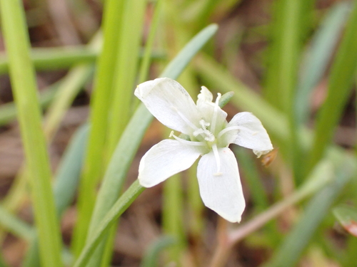 White purslane (Montia australasica)