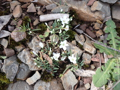 White purslane (Montia australasica)
