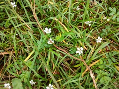 White purslane (Montia australasica)