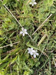White purslane (Montia australasica)
