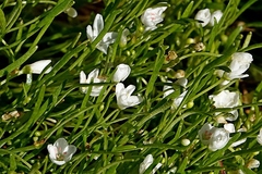 White purslane (Montia australasica)