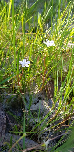 White purslane (Montia australasica)