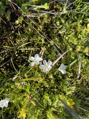 White purslane (Montia australasica)