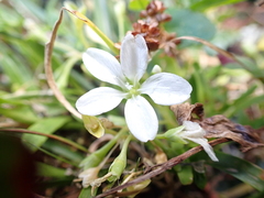 White purslane (Montia australasica)