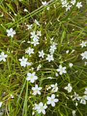 White purslane (Montia australasica)