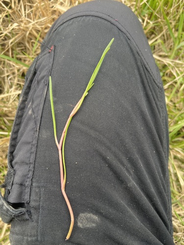 White purslane (Montia australasica)