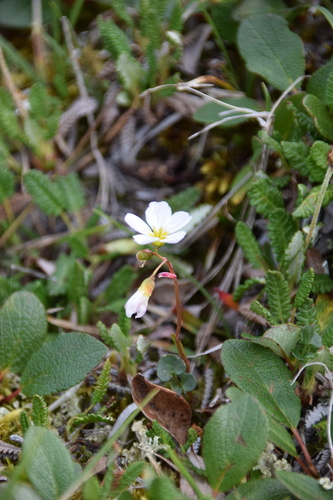 Bostock's minerslettuce (Montia bostockii)