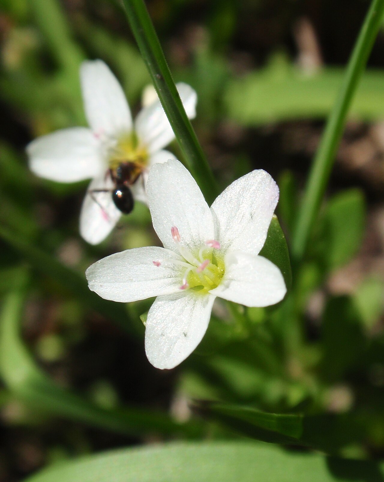 Water minerslettuce: Montia chamissoi