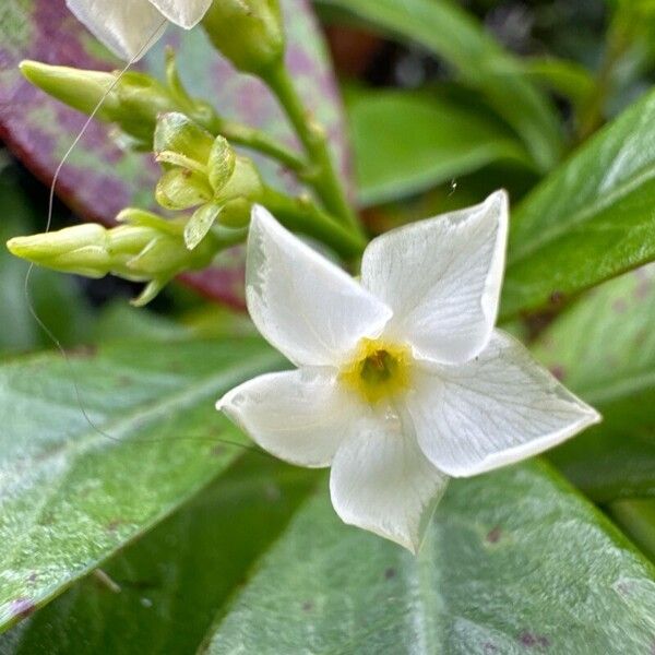 Water minerslettuce (Montia chamissoi)