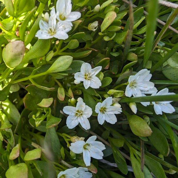 Water minerslettuce (Montia chamissoi)