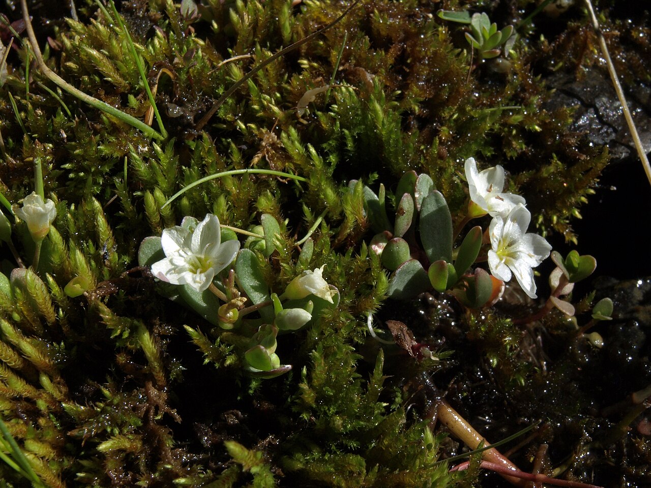 Water minerslettuce: toadlily, Montia chamissoi, White Mountains, elevation 2920 m (9575 ft), in the moss at water's edge along Crooked Creek.