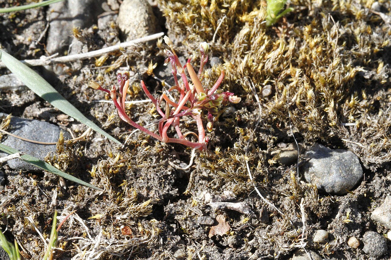 Dwarf minerslettuce: Dwarf Montia (Montia dichotoma). Species of plant.