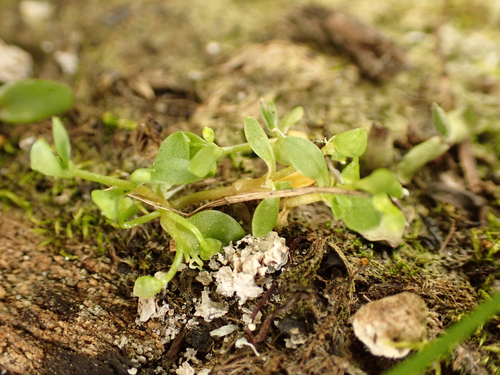 Annual water minerslettuce (Montia fontana)