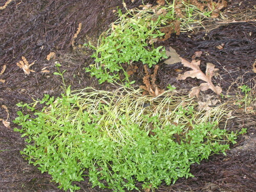 Annual water minerslettuce (Montia fontana)